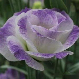 15 lisianthus seeds Artificial Flower Seeds FW2035-967