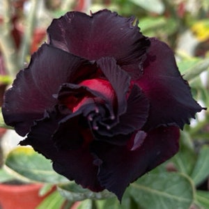 5 Rare Desert Rose Flowers Seeds FW95227-85