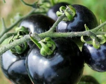 100 Black Cherry Tomato Seeds TW91015