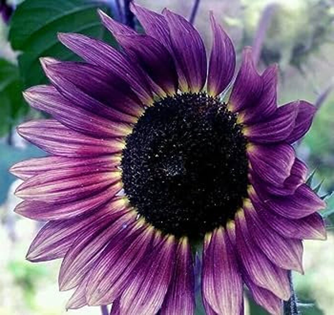 15 Sunflower Sun Flower Seeds BW9780032 Etsy