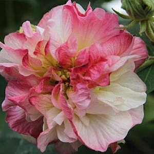 Pode incluir: Uma flor grande, rosa e branca com pétalas enrugadas. A flor está em plena floração e tem uma aparência delicada e feminina.