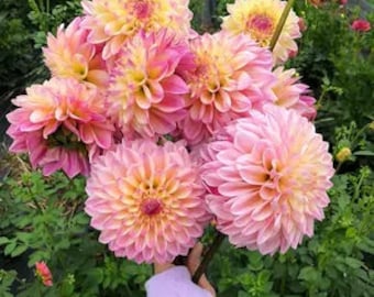 May include: A bouquet of pink and yellow dahlia flowers with a yellow center. The flowers are arranged in a bunch and have a soft, delicate appearance.