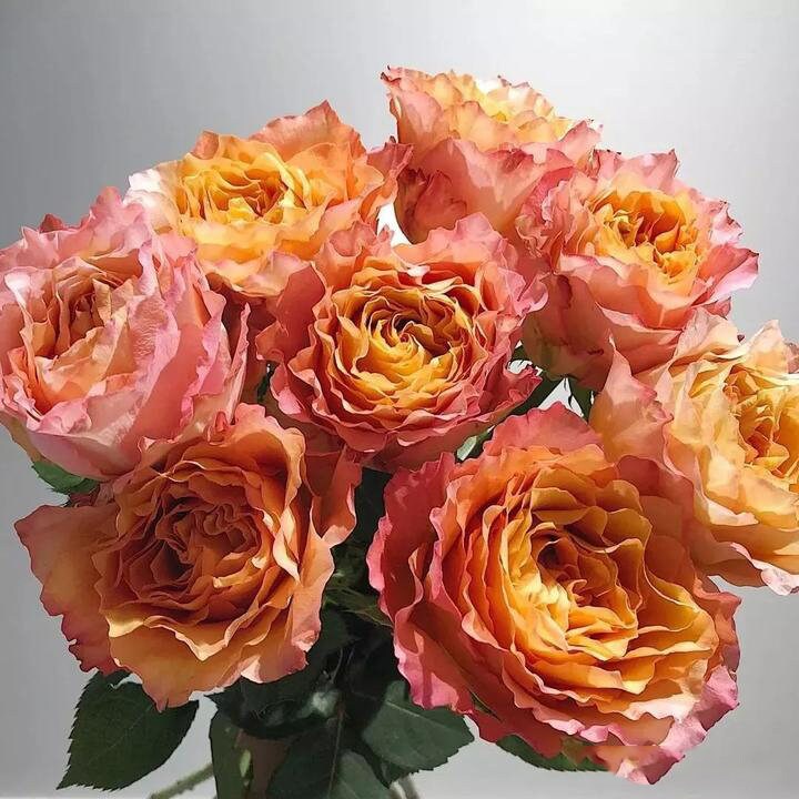 rose♡ 10 ROSE Rosa Bush Flower Seeds BW97001-981 - Etsy