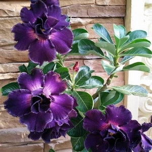 5 Rare Desert Rose Flowers Seeds FW94025