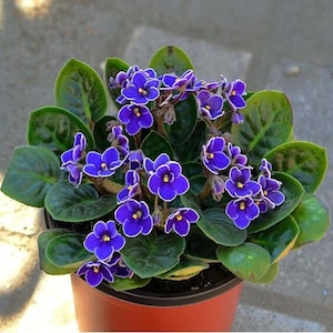 50 African Violet Flowers Seeds BW9081-5