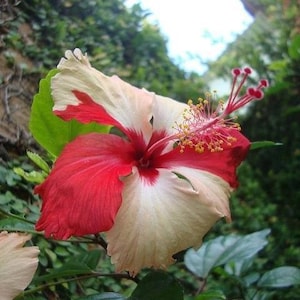 20 Hibiscus mutabilis Flower Seeds FW97015-1