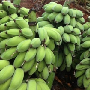 50 Banana Seeds HW96206