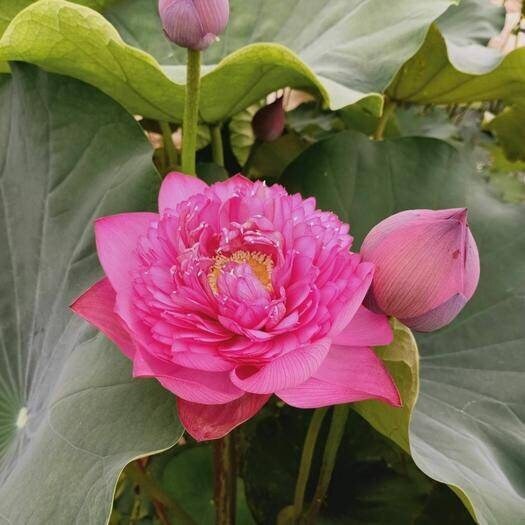 Lotus Petal 4枚セット il_fullxfull.5254347660_gm74.jpg