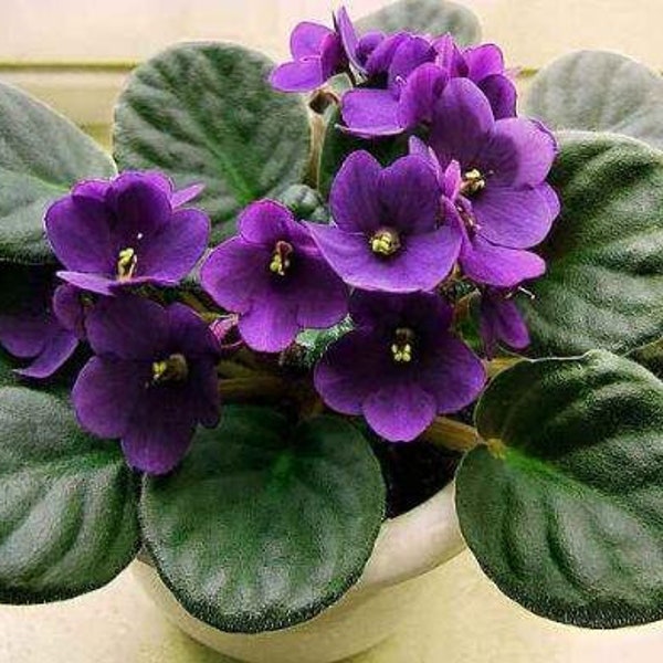 50 African Violet Flowers Seeds BW9081-4