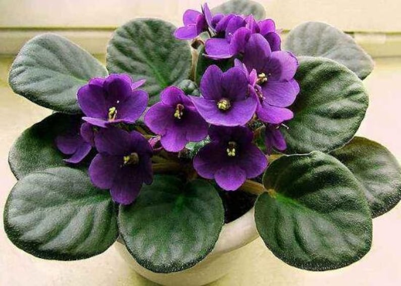 50 African Violet Flowers Seeds BW9081-4 image 1