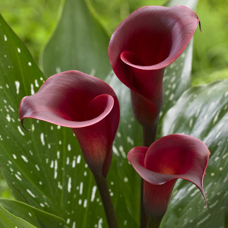 Lily♡　 il_fullxfull.4390038807_e8aj.jpg