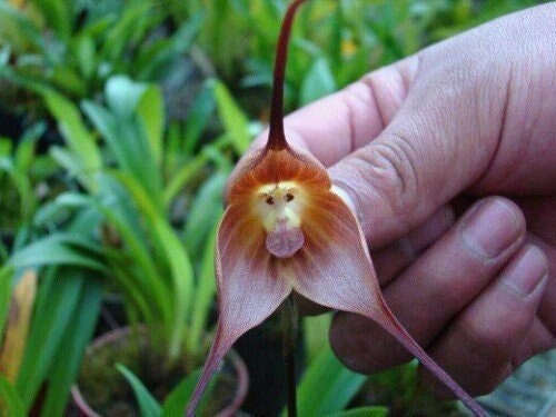 20 Orchid Seeds Rare monkey face HW93008