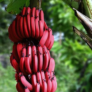 50 Banana Seeds HW93022