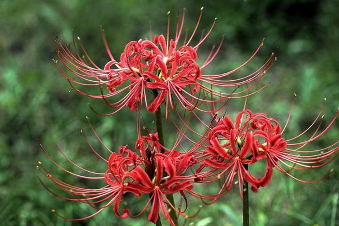 2 Lycoris Radiata Bulbs GW92007 - Etsy
