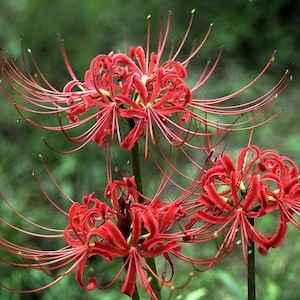 2 Lycoris radiata Bulbs GW92007
