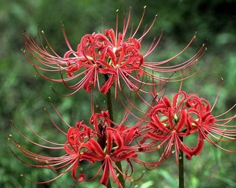 2 Lycoris Radiata Bulbs GW92007 - Etsy