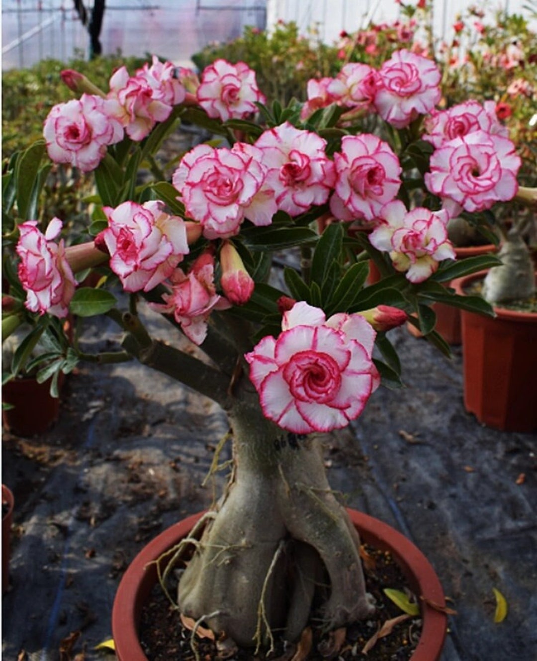 5 Rare Desert Rose Flowers Seeds FW95227 17 Etsy 5 Rare Desert Rose Flowers Seeds FW95227 17 Etsy