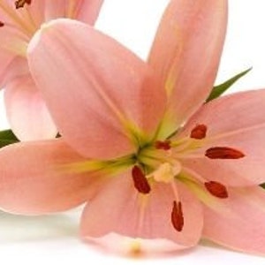 2 Rose Lily Flower Bulbs F5213-23