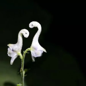 20pcs Swan Flowers Seeds HW93015