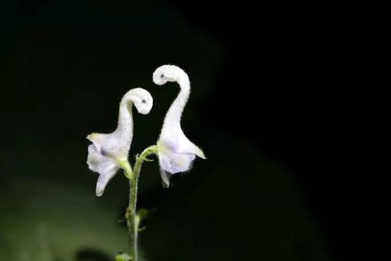 20pcs Swan Flowers Seeds HW93015 - Etsy