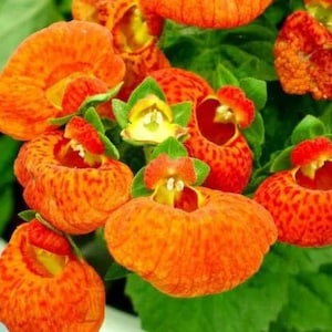 10 Rare Slipper Flower Fascination Flower Seeds EW91001-23