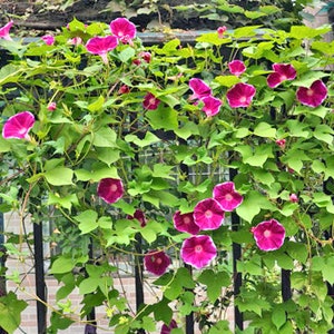 10 Tall Morning Glory Seeds BW91032-3