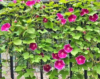 10 Tall Morning Glory Seeds BW91032-3