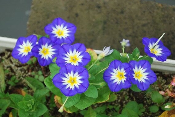 30 Dwarf Morning Glory Seeds Convolvulus Tricolor Minor