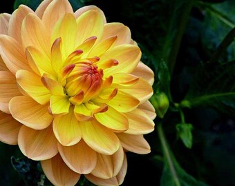 30 Dahlia Pompon Dahlia Tuber Seeds BW91059-824 - Etsy