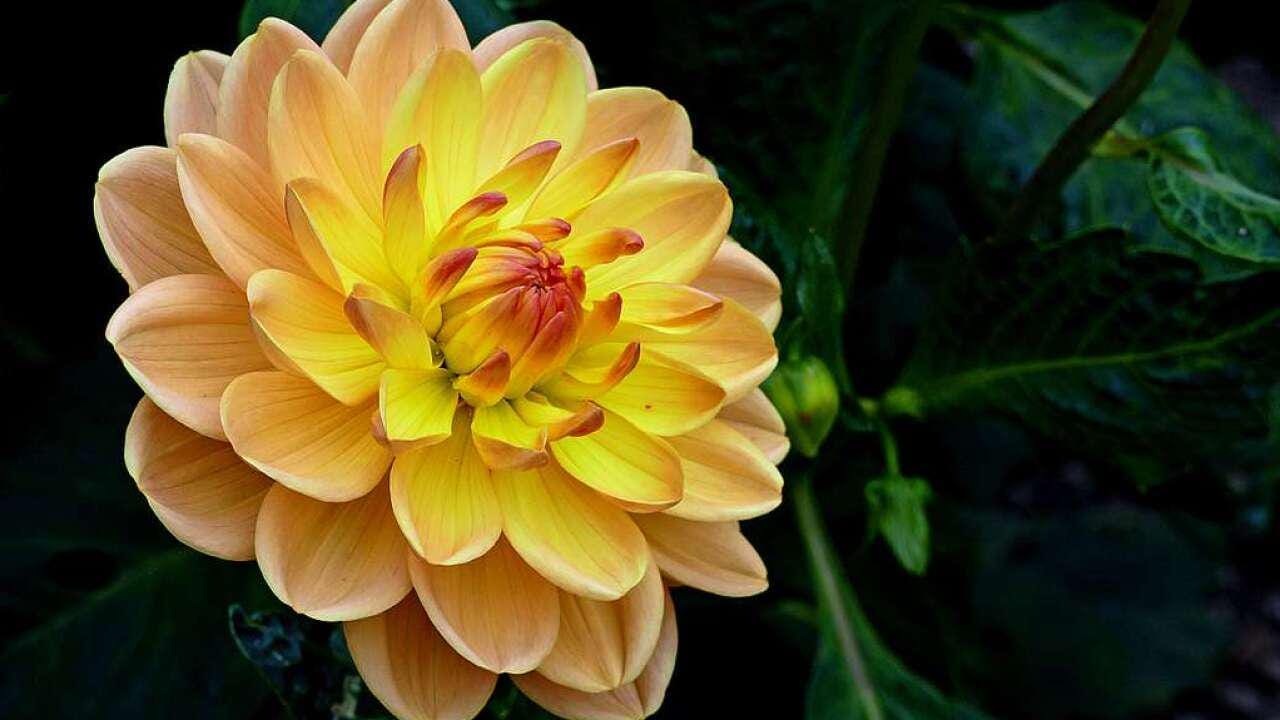 30 Dahlia Pompon Dahlia Tuber Seeds BW91059-824 - Etsy
