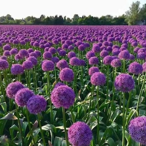 Op de afbeelding: Een veld met paarse allium bloemen in bloei. De bloemen zijn rond en hebben een delicate textuur. Het veld is omgeven door groene bomen.