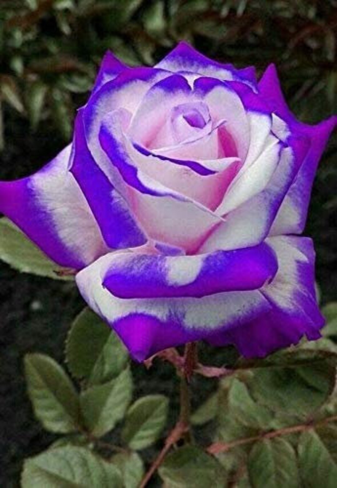 rose♤rose 10 Rose Rosa Flower Seeds HW96109-510 - Etsy