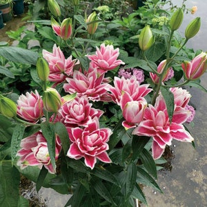 2 Rose Lily Flower Bulbs F5213-51
