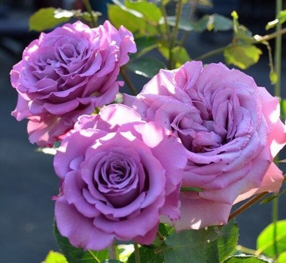 GAS-13 小紋　滅紫色　薔薇　銀糸　身丈長め　やまとゴールドラベル　美品 10 Rare Rose Flower Seeds BW94013-305 - Etsy