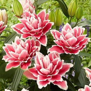 2 Rose Lily Flower Bulbs F5213-31