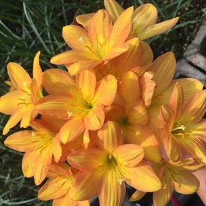 2 Yellow Rain Lily Bulbs TW91030-27 - Etsy