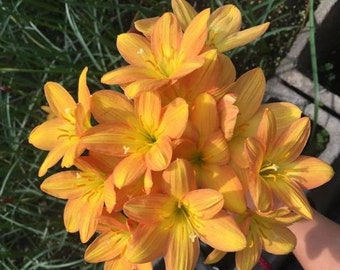 2  Yellow Rain Lily Bulbs TW91030-27