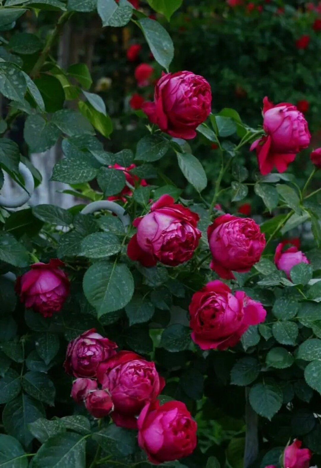 10 Pink Rose Flower Seeds BW94012 - Etsy