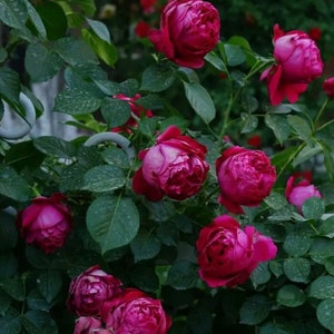 10 Pink Rose Flower Seeds BW94012