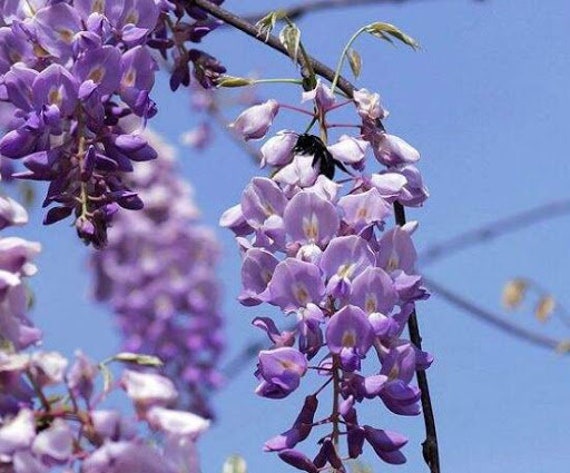 Buy 5 Japanese Wisteria Seeds CW91046 Online in India - Etsy