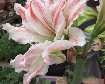 May include: A close-up of a white amaryllis flower with red stripes. The flower is in bloom and has several petals. The flower is growing in a pot and is surrounded by green leaves.