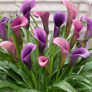 2 Purple Calla lily bulb Seeds HW92005