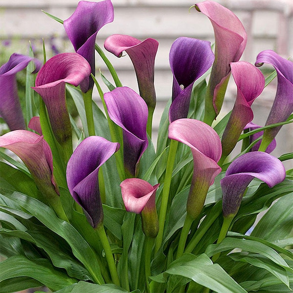 Purple Calla Lilies Etsy