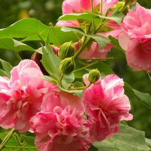 20 Hibiscus mutabilis Flower Seeds FW97002