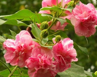 Può includere: Primo piano di un fiore rosa con più strati di petali. Il fiore è in fiore e ha un aspetto delicato e morbido. Il fiore è circondato da foglie verdi.