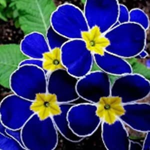 20 Primula Vulgaris Flower Seeds BW91055-49