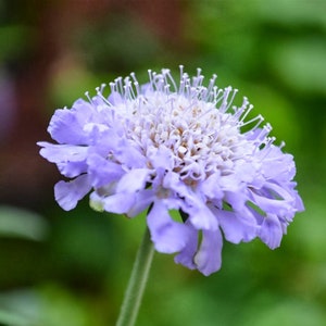 20  Diamonds Pincushion Scabiosa Flower Seeds BW91015