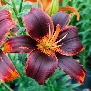 2 Rose Lily Flower Bulbs F5213-59