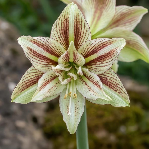 2 Butterfly Double Amaryllis Bulb, Rare Green Red Striped Hippeastrum, Unique Collector Plant,   Wild Flower Gift FW95210-235