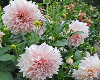 May include: A close-up of a cluster of pink dahlia flowers in bloom. The flowers are arranged in a garden setting with lush green foliage.
